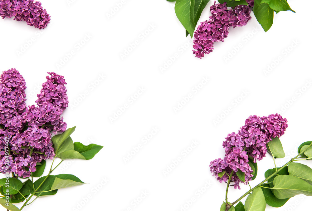 Fototapeta Lilac flowers white background Floral flat lay