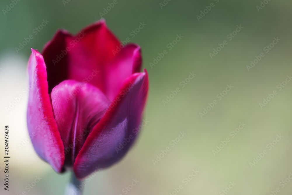 Tulip flower close up on an blured background. Tulip flower close up on an blured background.