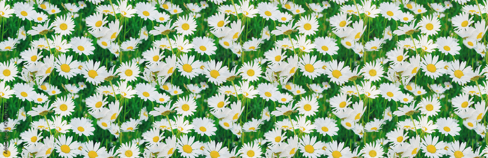 Natural panoramic background of white daisies. Natural panoramic background of white daisies.