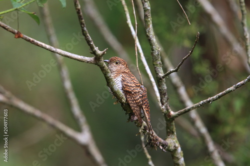 Rusty-breasted cuckoo (Cacomantis sepulcralis) female in Mindanao, Philippines photo