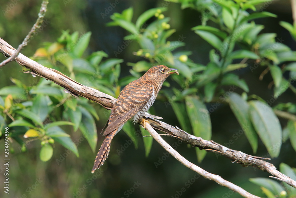 Rusty-breasted cuckoo (Cacomantis sepulcralis) female in Mindanao, Philippines Rusty-breasted cuckoo (Cacomantis sepulcralis) female in Mindanao, Philippines
