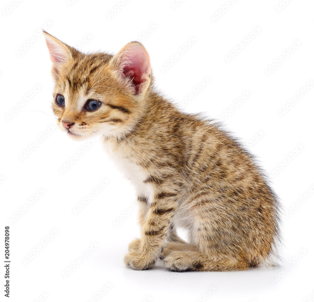 Small brown kitten. Small brown kitten.