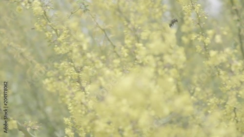 Bee and Forsythia