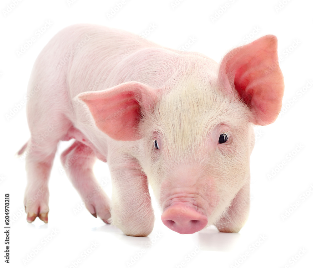 Pig on white. Pig on white.