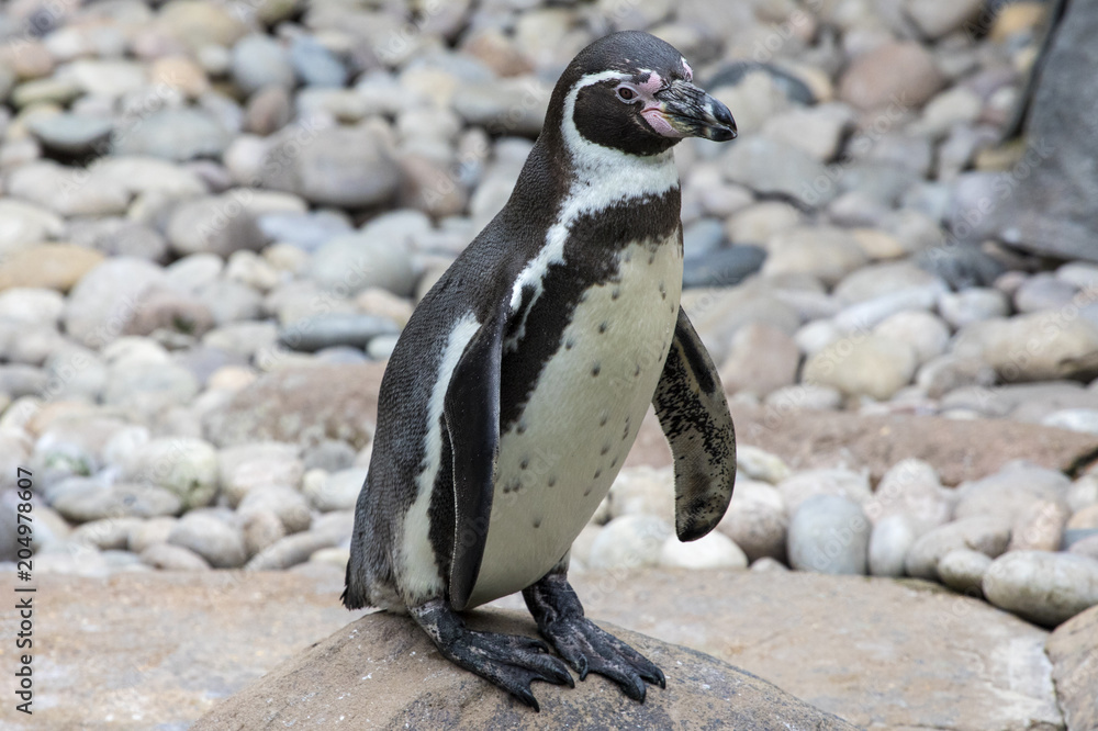 Naklejka premium Penguin