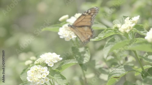 Monarch Butterfly