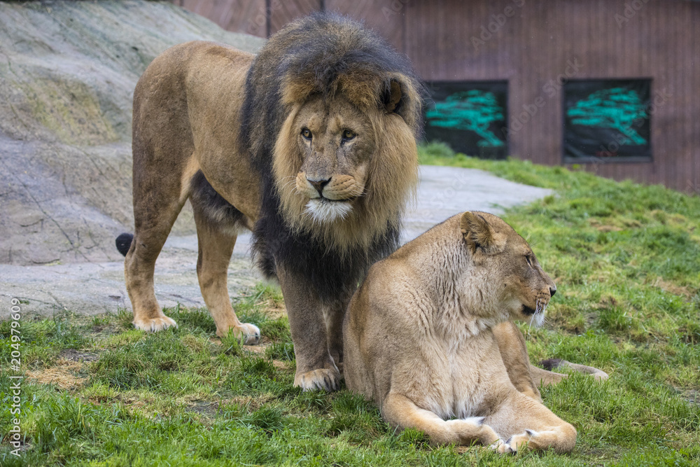 Obraz premium Male and Female Lions