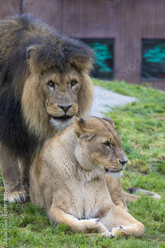 Male and Female Lions at the Zoo