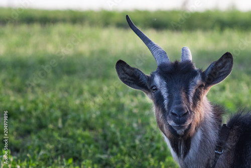 funny face small goat, Brown goat, Domestic goat, Brown goat portrait photo
