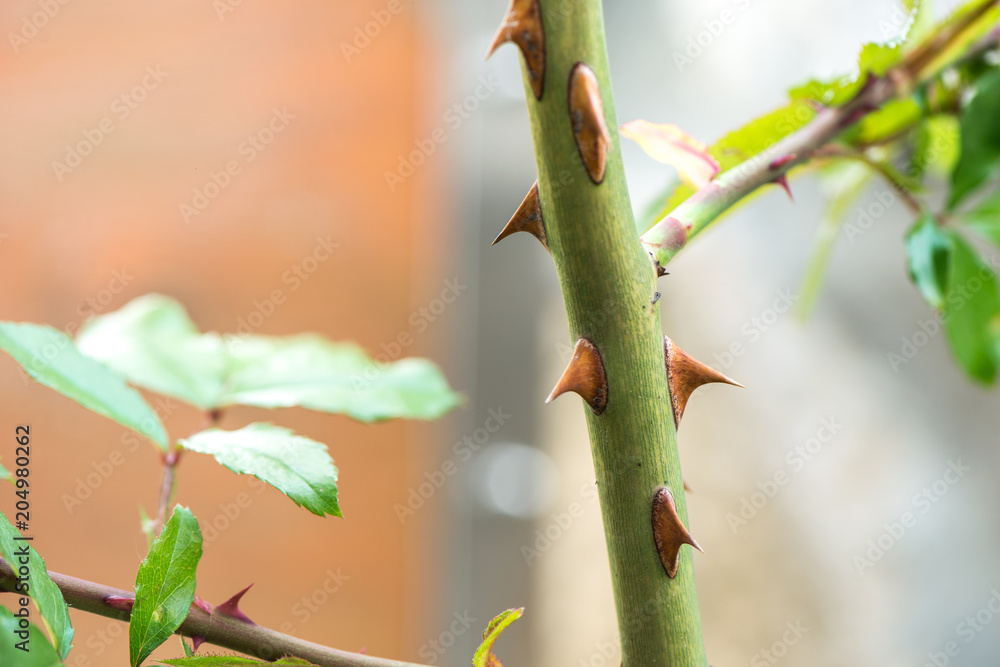 Thorns of wild rose Thorns of wild rose