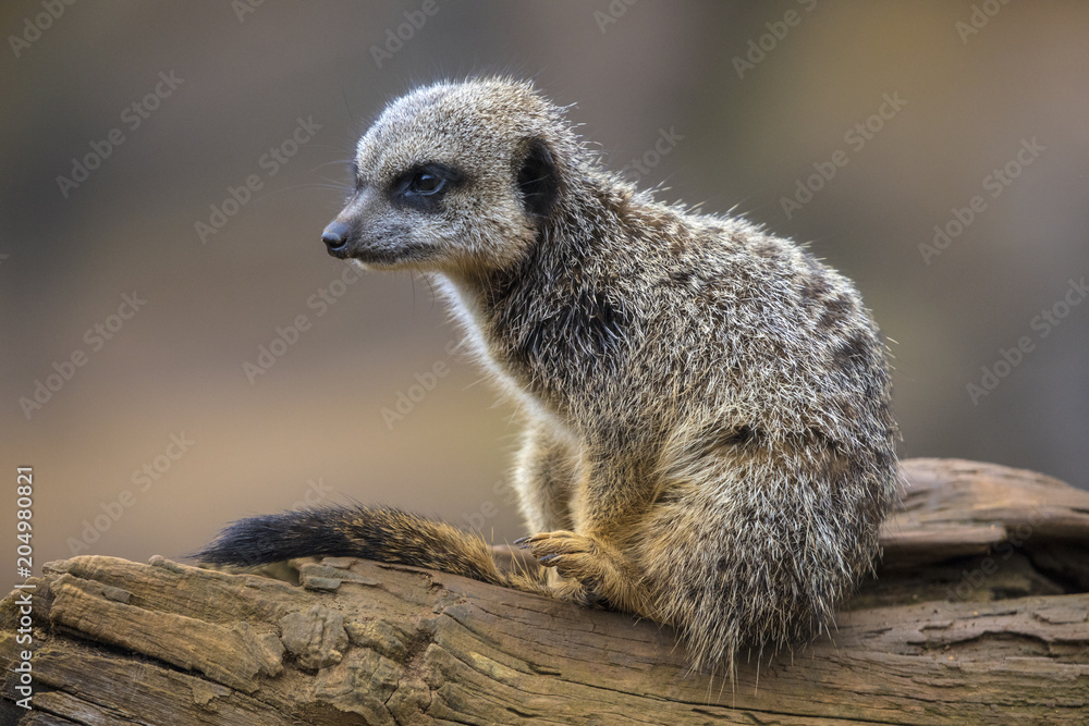 Fototapeta premium Meerkat