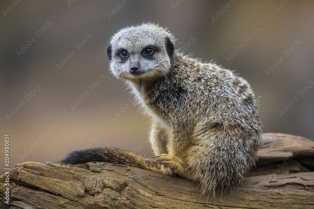 Fototapeta premium Meerkat