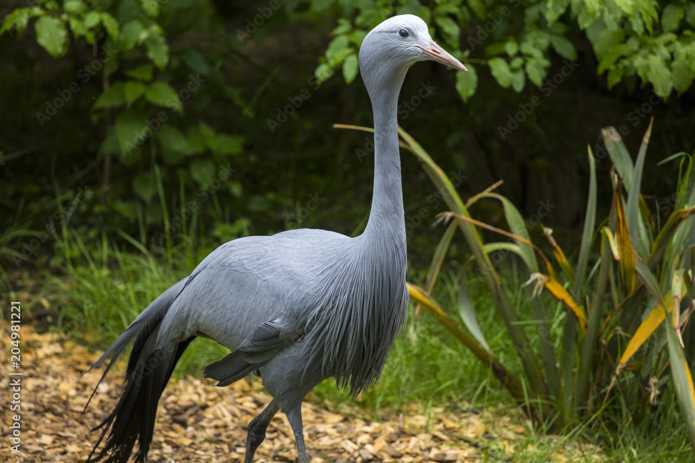 Naklejka premium Crane