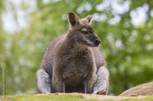 Wallaby © chrisdorney
