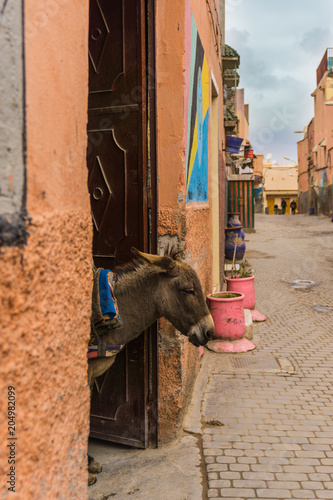 Marrakech street view with donkey