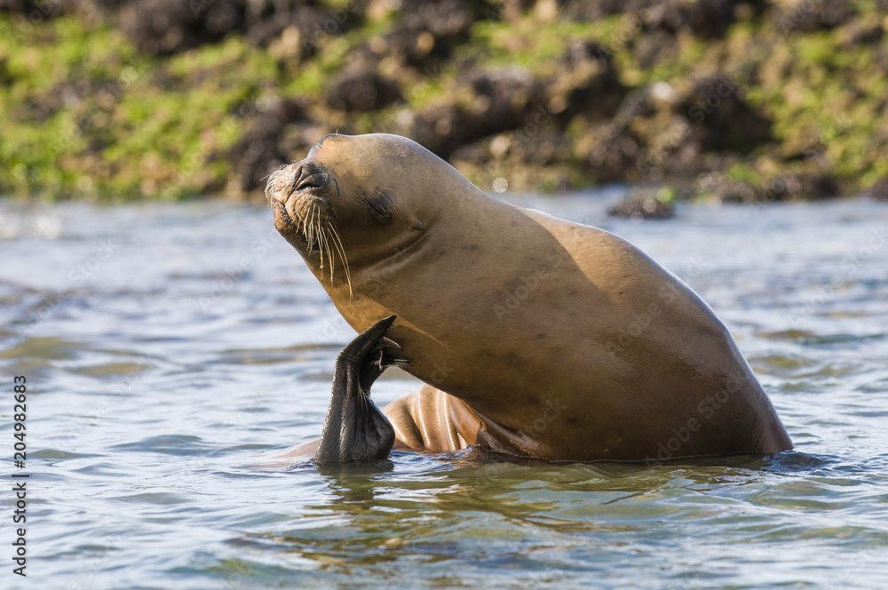 Obraz premium Sea lion female, patagonia Argentina