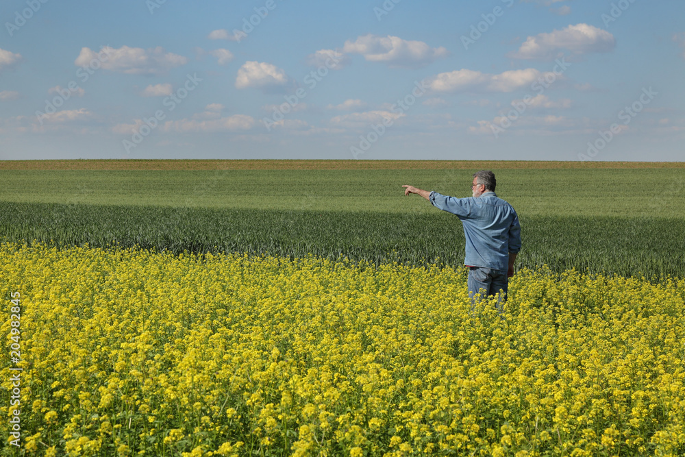 Agronomist or farmer examining blossoming canola field and gesturing, pointing, rapeseed plant in spring