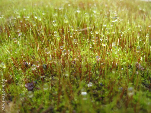 Moss with dew drops, macro photography. Green moss with dew drops closeup. A quaint little landscape.