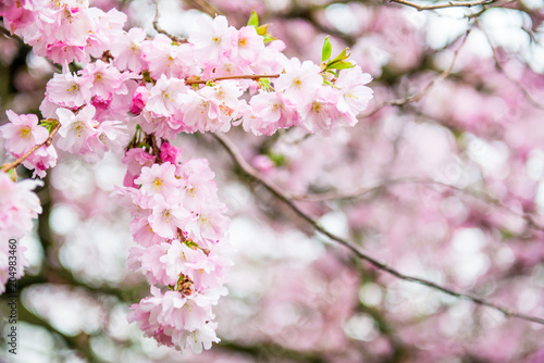 Close up of Pink Blossom Cherry Tree Branch  Sakura Flowers