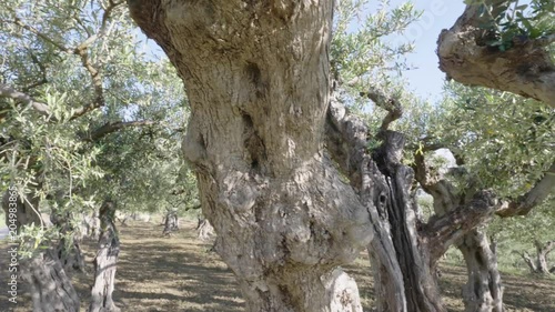 alberi d' ulivo Sicilia