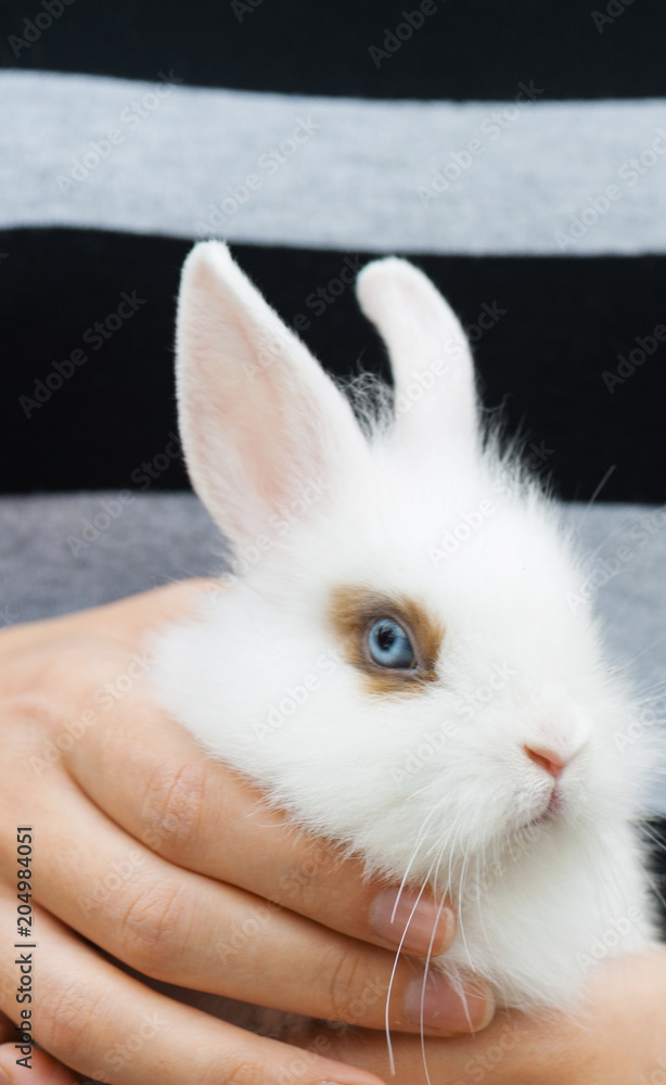 Vertical view of white decorative rabbit in the hands Vertical view of white decorative rabbit in the hands