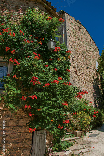 Close-up of typical stone house with sunny blue sky and flowers, in an alley of the historical village of Menerbes. In the Vaucluse department, Provence-Alpes-Côte d'Azur region, southeastern France