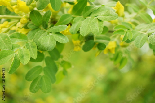 Fresh flowers and acacia leaves on a green blurry background, spring background a branch of a tree