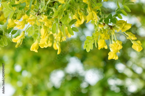 Fresh flowers and acacia leaves on a green blurry background, spring background a branch of a tree