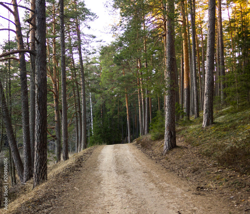 Sunny Spring Day in the Forest