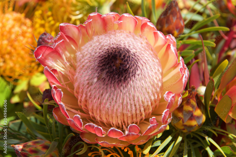 Pink Ice protea flower, close up with leaves and other flowers in background. Proteas are currently cultivated in over 20 countries. The Protea flower is said to represent change and hope. Pink Ice protea flower, close up with leaves and other flowers in background. Proteas are currently cultivated in over 20 countries. The Protea flower is said to represent change and hope.