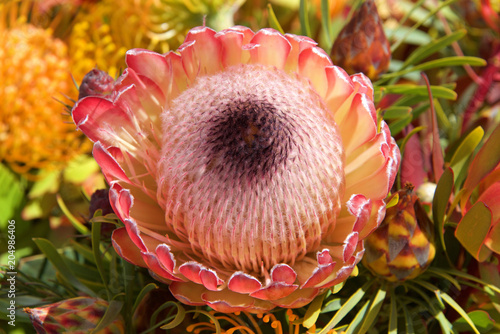 Pink Ice protea flower, close up with leaves and other flowers in background. Proteas are currently cultivated in over 20 countries. The Protea flower is said to represent change and hope. photo