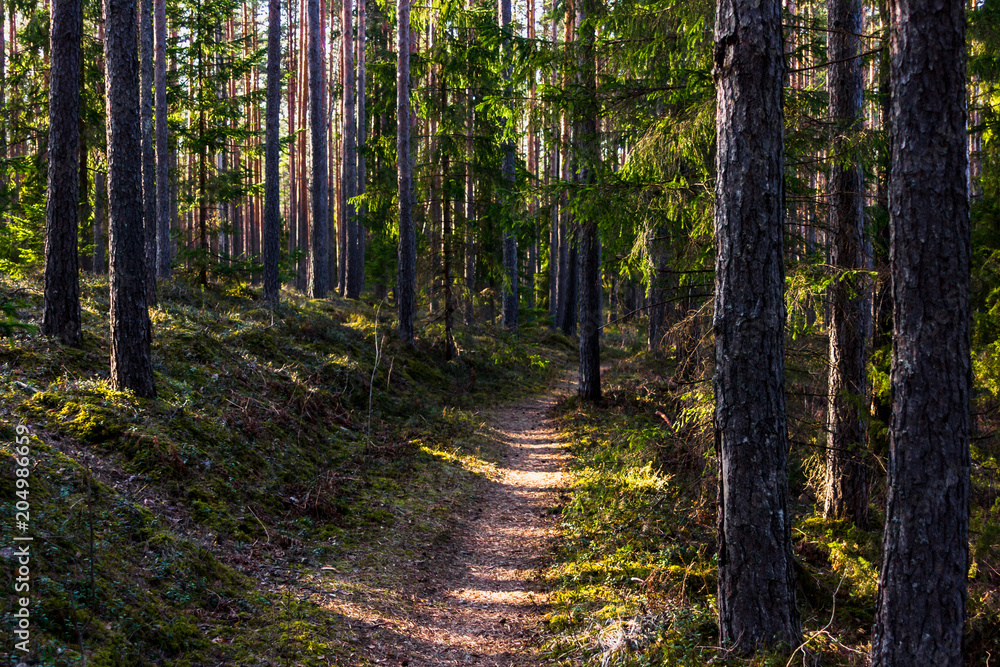 Obraz premium Sunny Spring Day in the Forest
