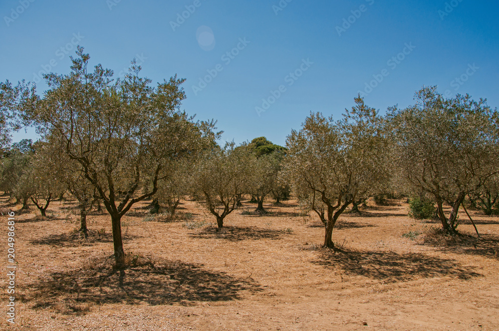 View of olive tree plantation under the sunny and warm sky of Provence near the village of Lourmarin. In the Vaucluse department, Provence-Alpes-Côte d'Azur region, southeastern France