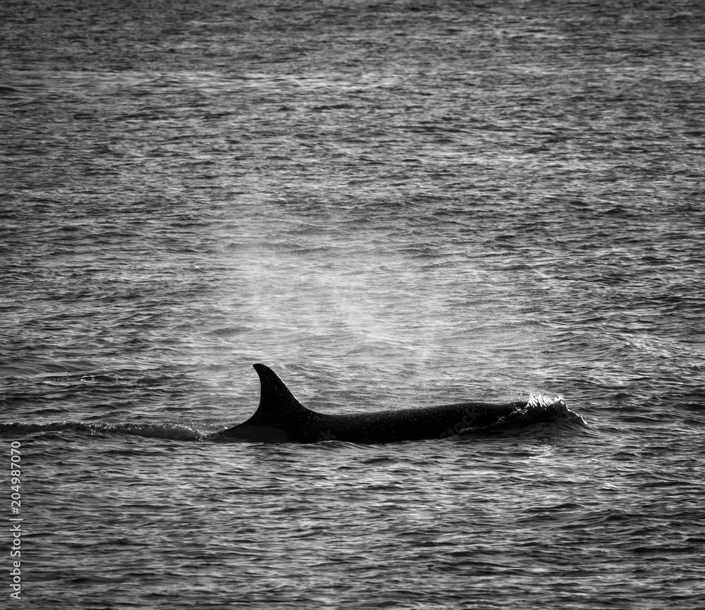 Fototapeta premium Orca hunt sea lions, Patagonia , Argentina