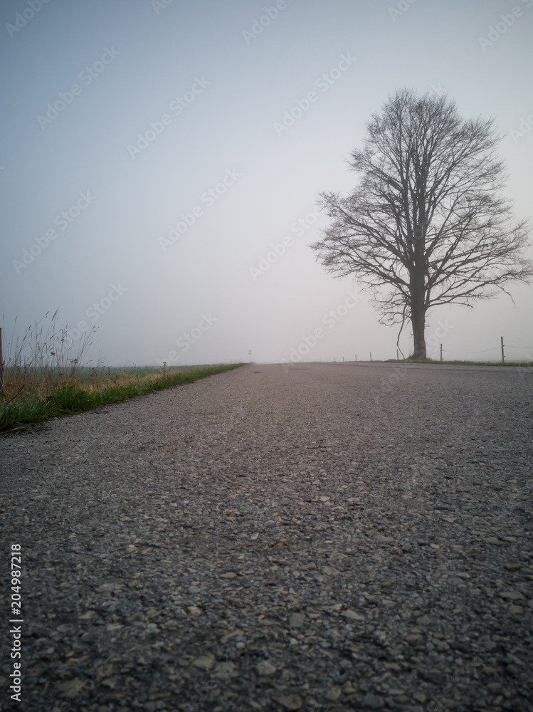 Tree Silhouette in an Early Morning Besides Countryside Road Tree Silhouette in an Early Morning Besides Countryside Road