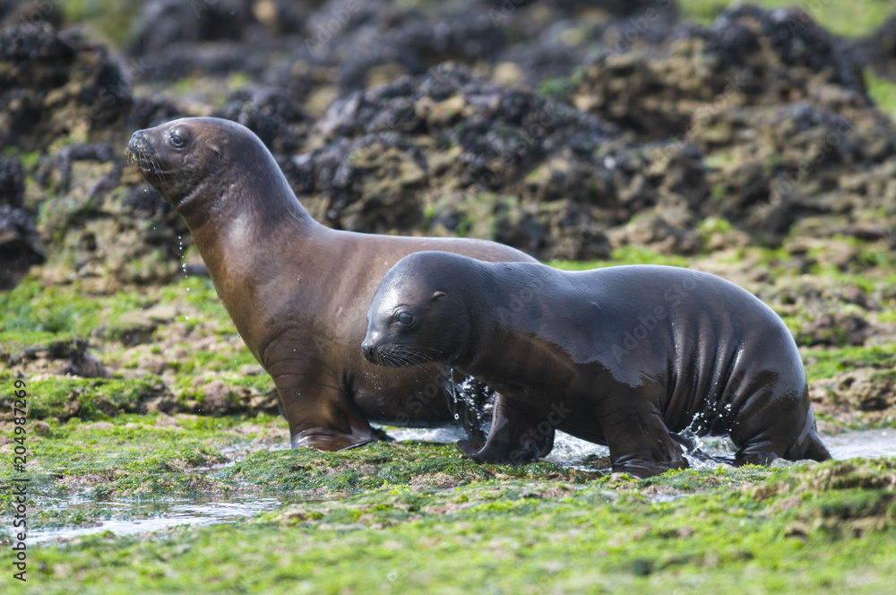 Fototapeta premium Sea Lion pup walking on a beach, Patagonia Argentina