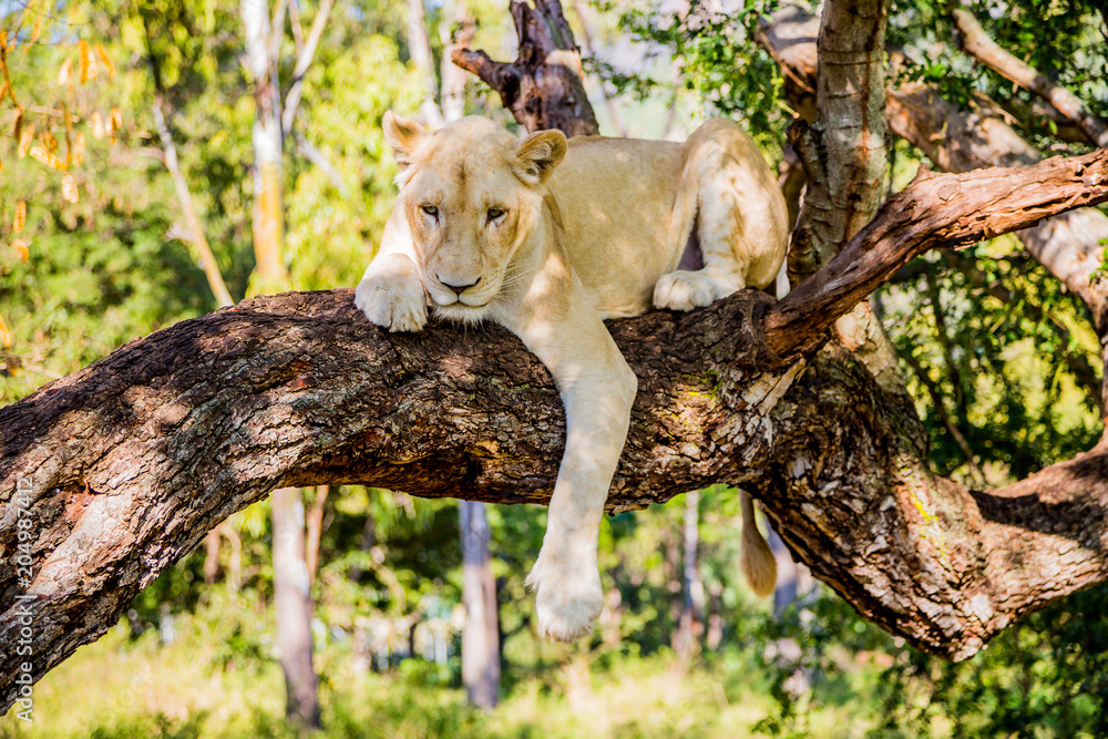 Obraz premium Biały lew siedzi na drzewie na wyspie Mauritius, park Casela