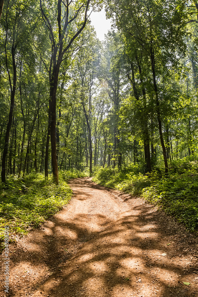 Fototapeta premium Forest path in Fruska Gora. This is a mountain in Serbia. Sometimes, it is also referred to as jewel of Serbia, due to its beautiful landscape protection area, nature and its picturesque countryside.