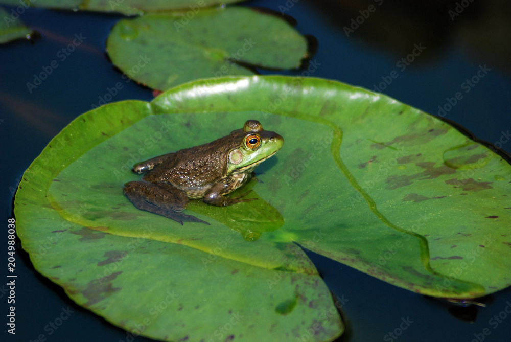 frog on lily pad side view close up frog on lily pad side view close up