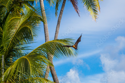 Giant Indian Fruit Bat, Pteropus giganteus, on the clear blue sky, flying fox in the nature habitat photo