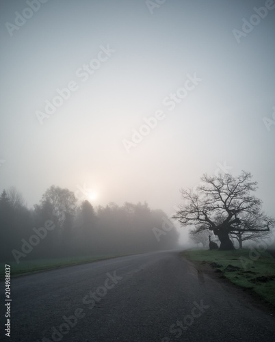 Tree Silhouette in an Early Morning Besides Countryside Road