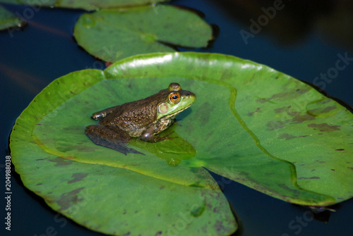 frog on lily pad side view close up