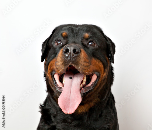 dog breed Rottweiler portrait on white background