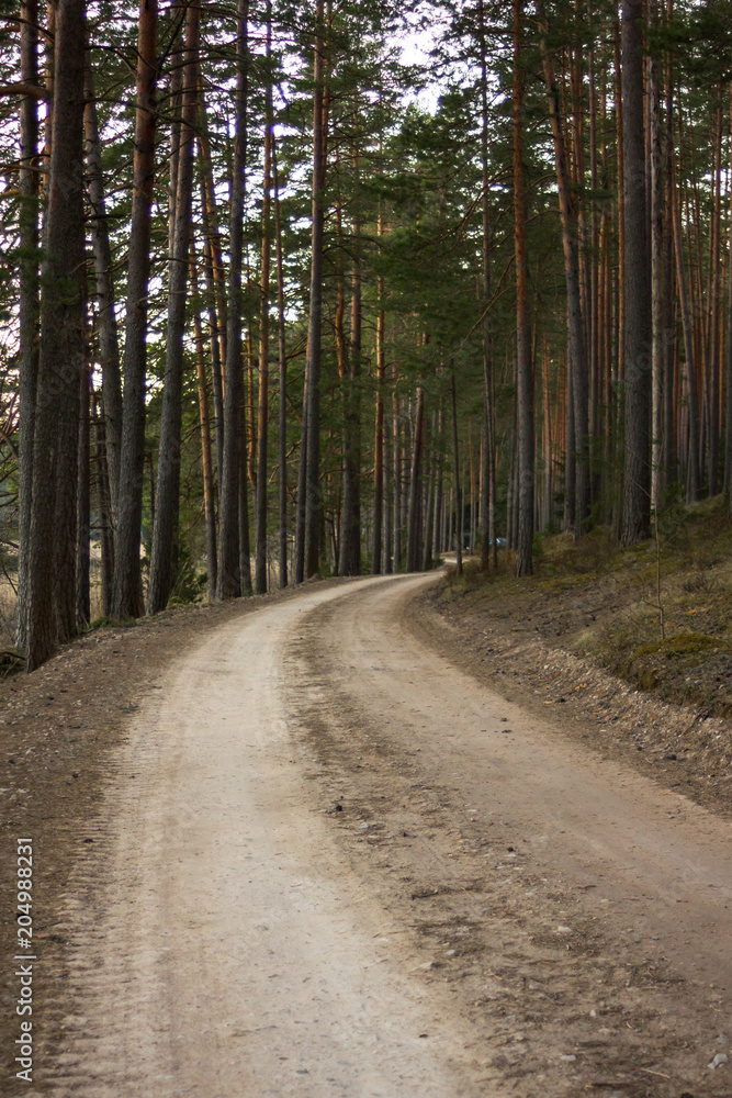 Fototapeta premium View of the Forest Road, heading deaper in the Woods