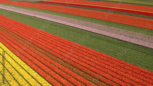 AERIAL: Flying above stunning colorful lush blooming tulips on big field