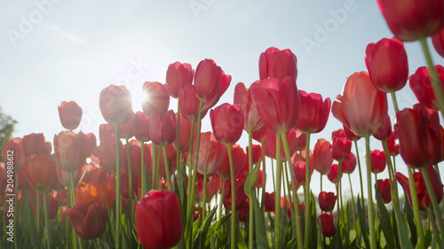 CLOSE UP  Pretty rosy red silky tulips blooming on amazing garden on sunny day