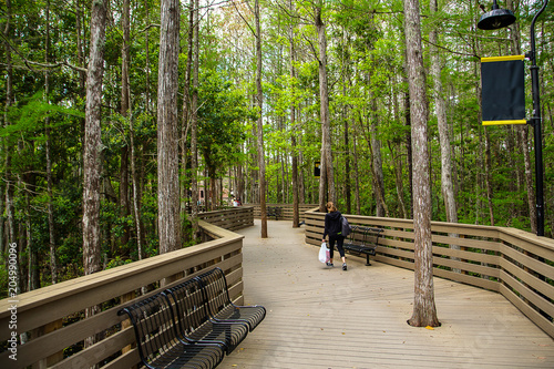 Wooden path in Florida university forest. Best place for studying.