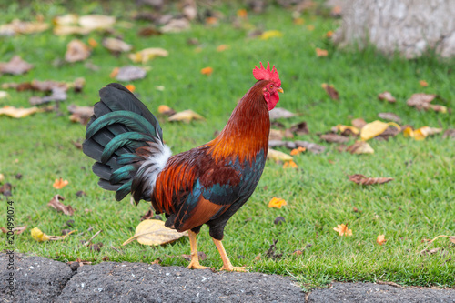 Wild rooster Chicken on Maui © equigini