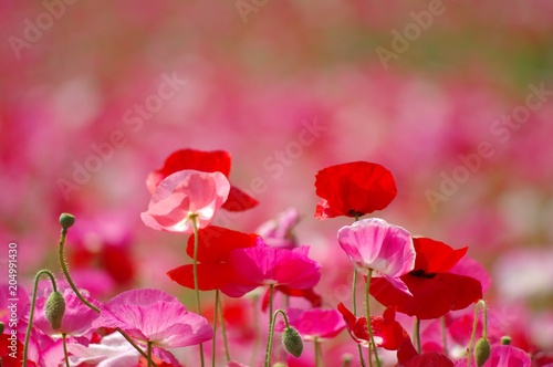 Fototapeta Naklejka Na Ścianę i Meble -  ポピーの花畑