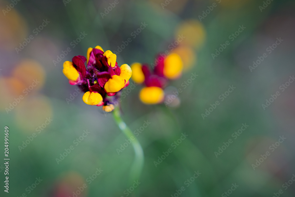 Flower Power Flower Power